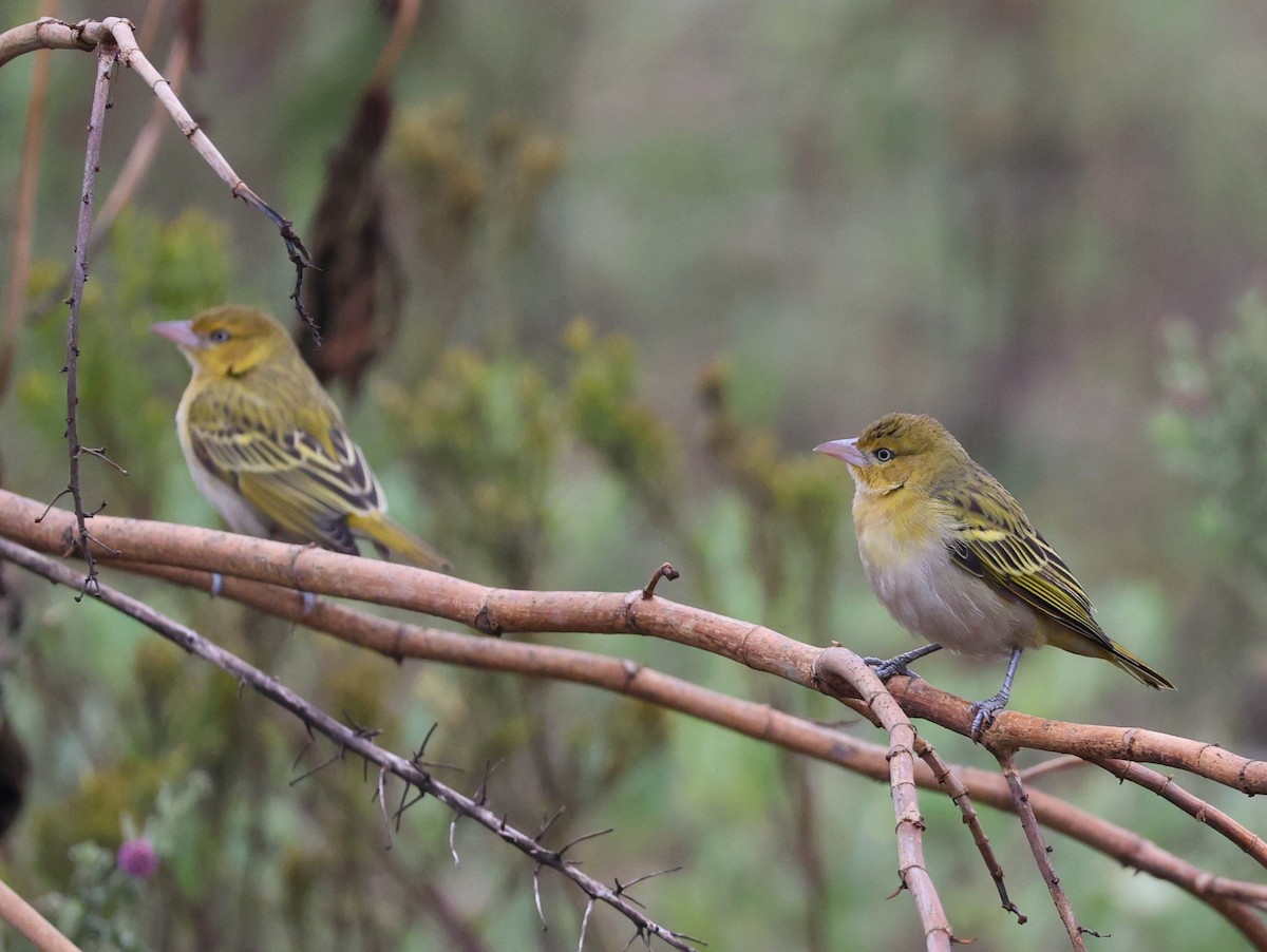 Lesser Masked-Weaver - ML641165860