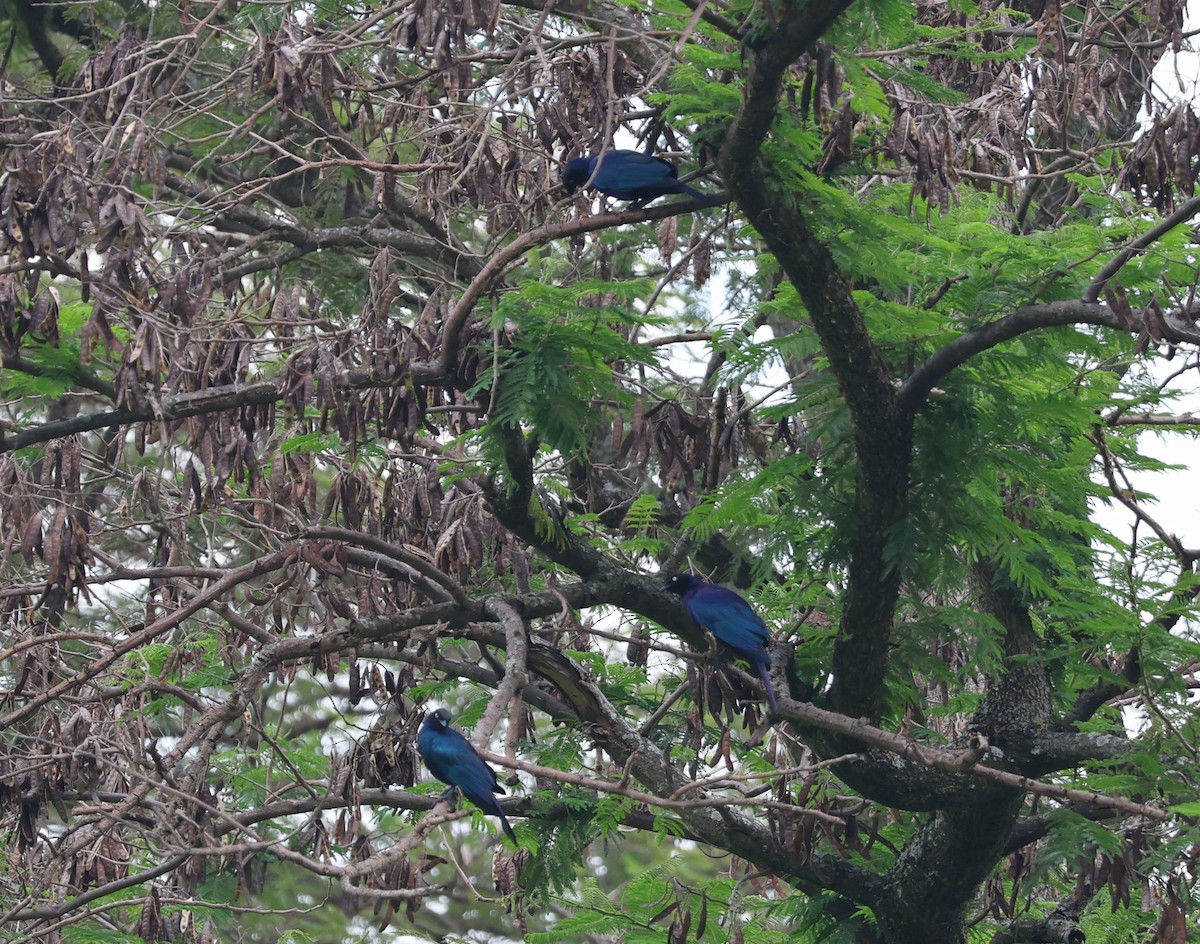 Rüppell's Starling - ML641165867