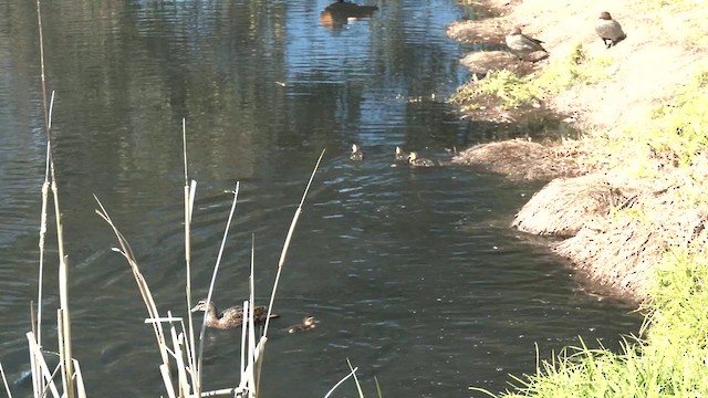 Pacific Black Duck - ML641165989