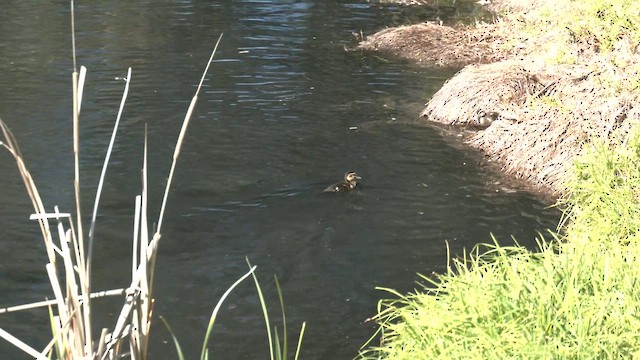 Pacific Black Duck - ML641165990