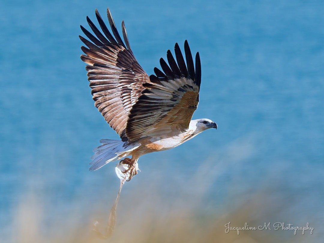 White-bellied Sea-Eagle - ML641166014