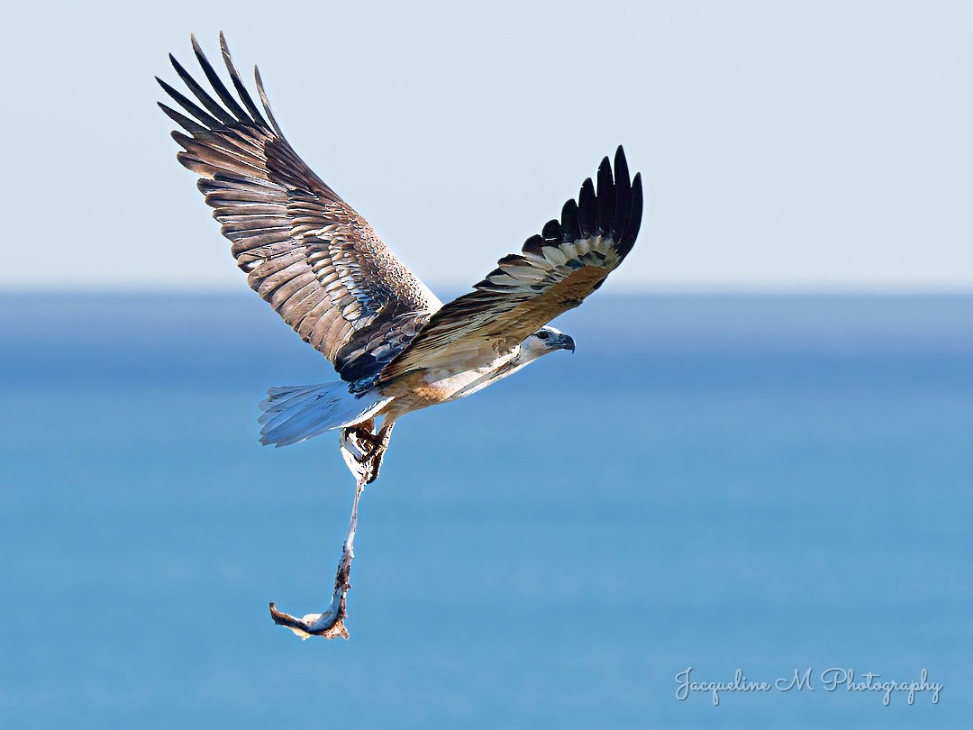White-bellied Sea-Eagle - ML641166015