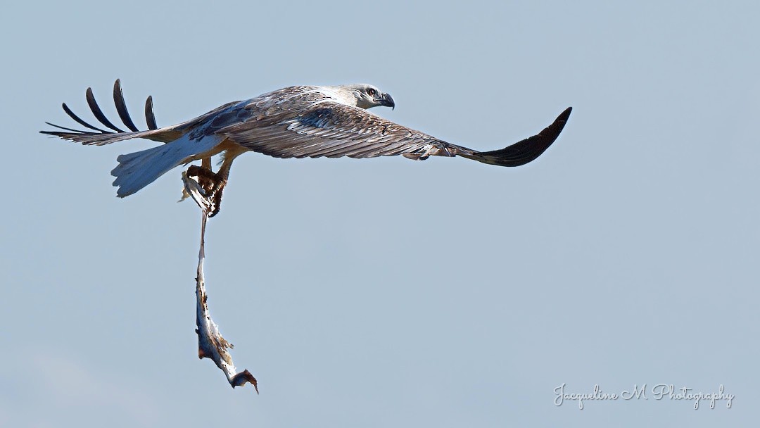 White-bellied Sea-Eagle - ML641166017