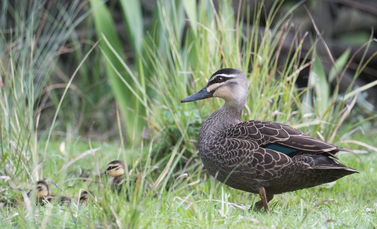 Pacific Black Duck - ML641166214