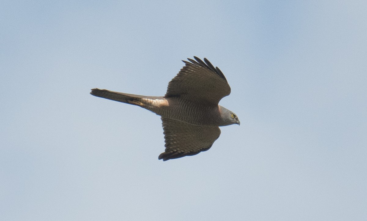Brown Goshawk - ML641166226