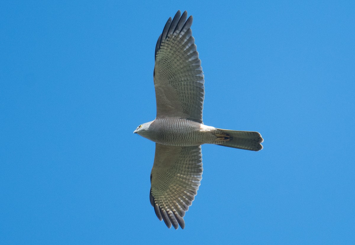 Brown Goshawk - ML641166230