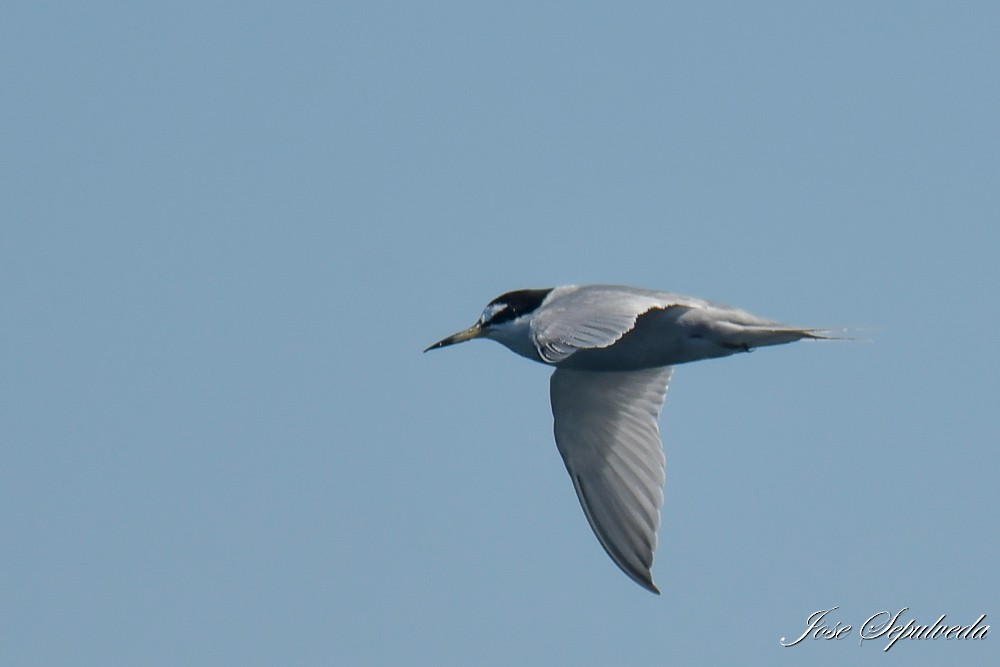 Peruvian Tern - ML641166234
