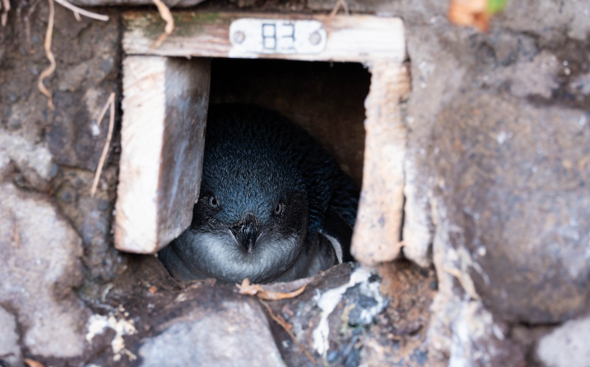 Little Penguin - ML641166238