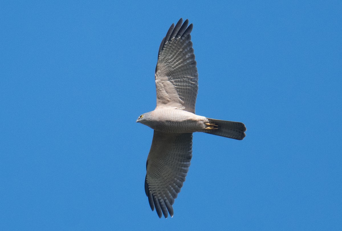 Brown Goshawk - ML641166239