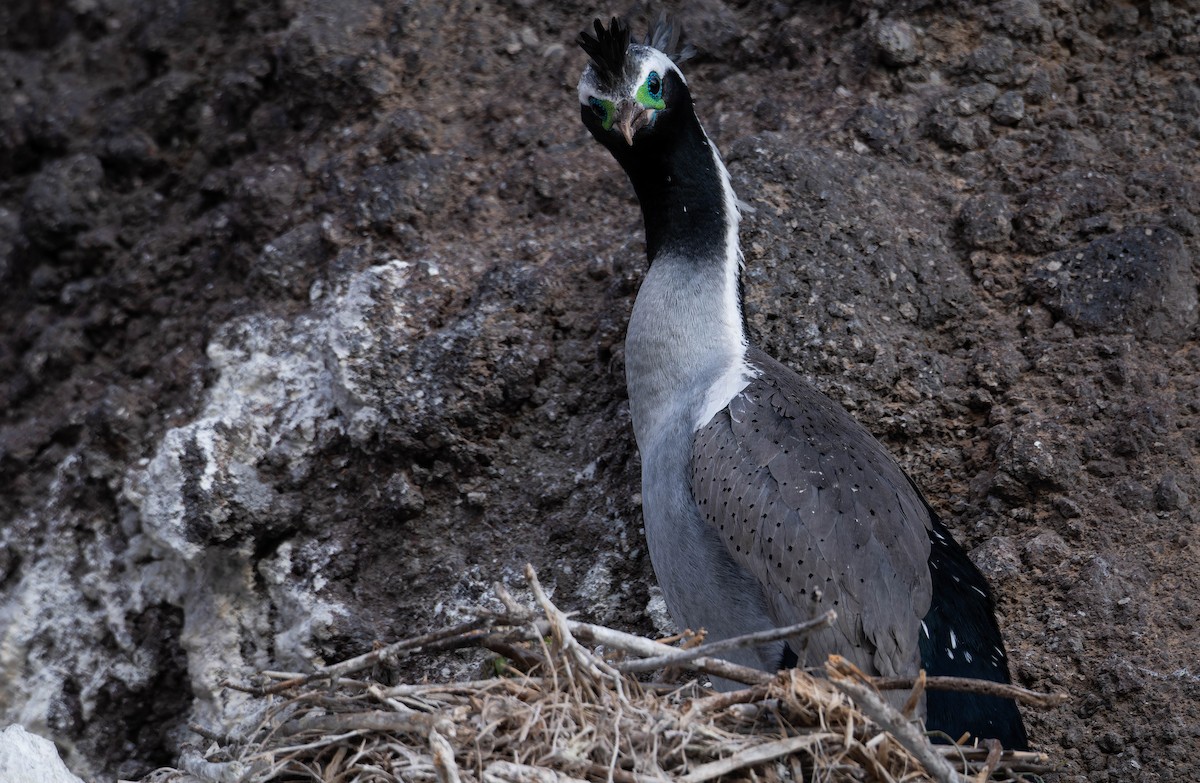 Spotted Shag - ML641166241