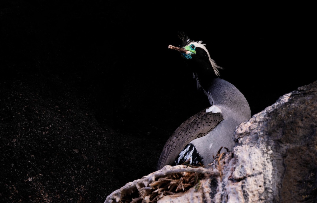 Spotted Shag - ML641166250