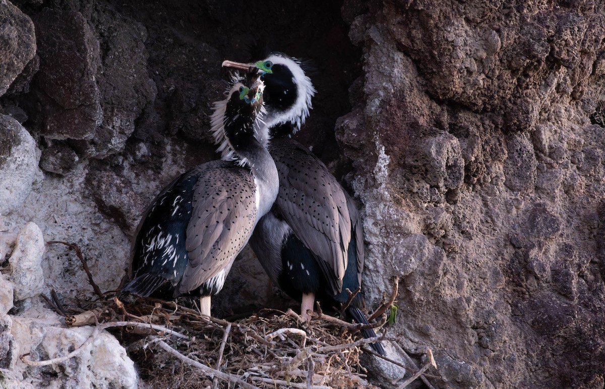 Spotted Shag - ML641166251