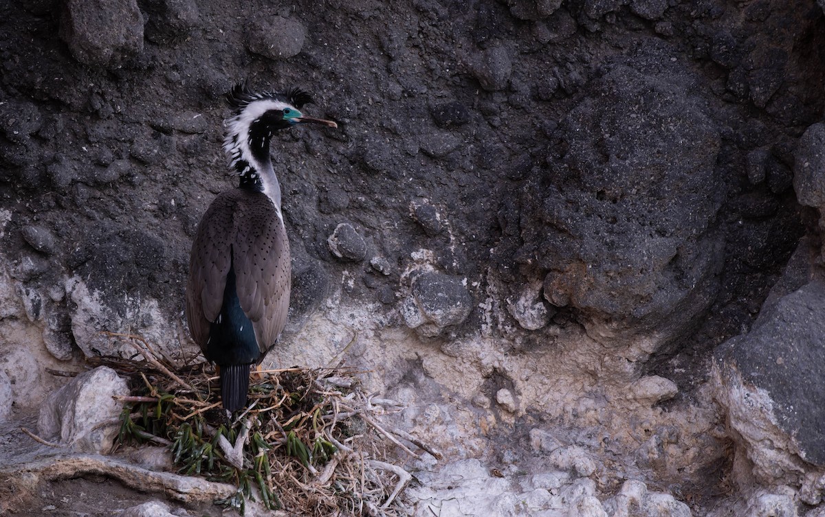 Spotted Shag - ML641166252