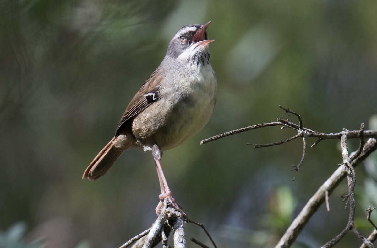 White-browed Scrubwren - ML641166276