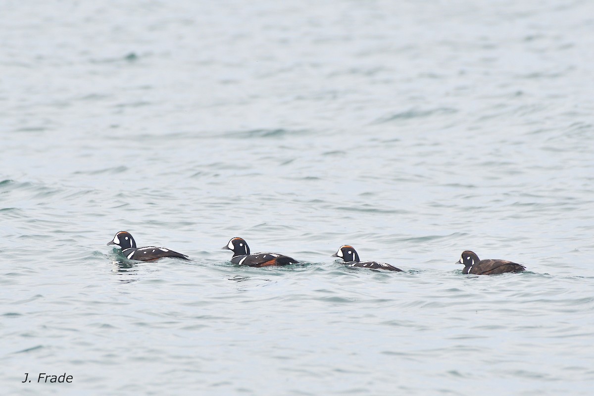 Harlequin Duck - ML641166279