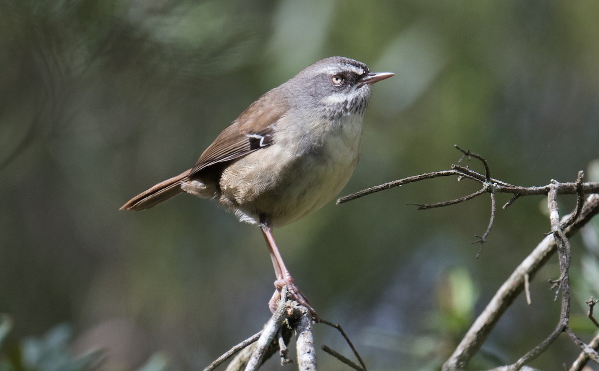 White-browed Scrubwren - ML641166283