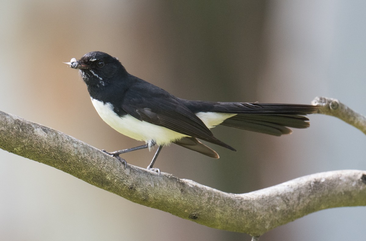 Willie-wagtail - ML641166299