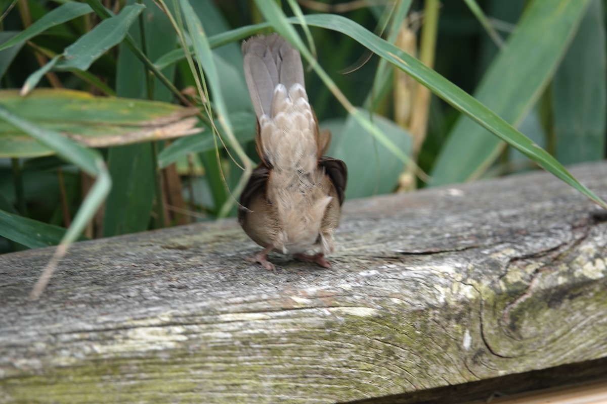 Cetti's Warbler - ML641166301