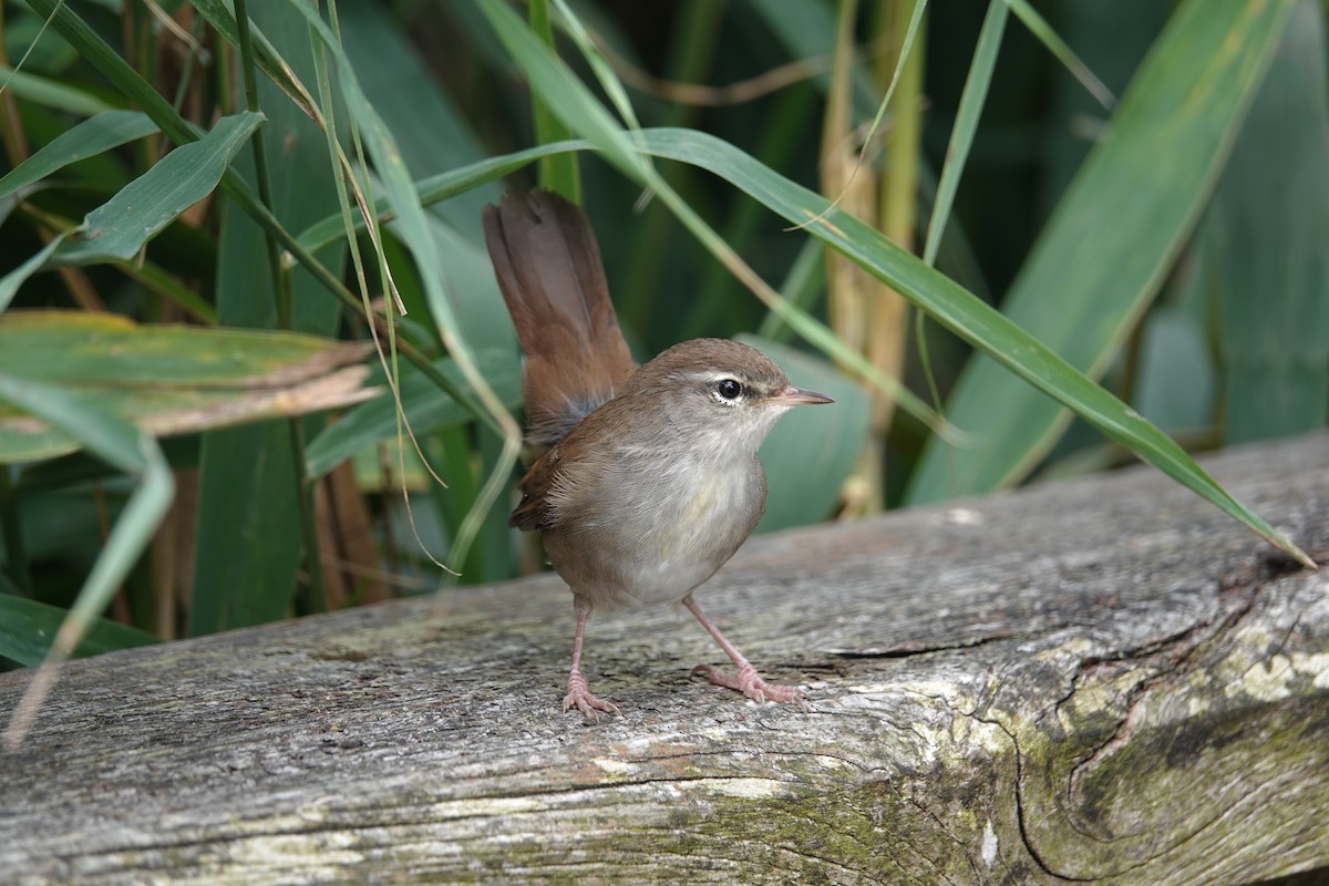 Cetti's Warbler - ML641166302