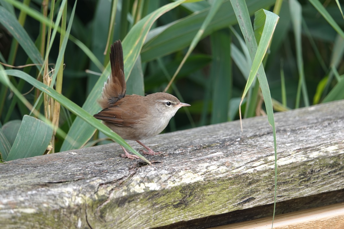 Cetti's Warbler - ML641166304