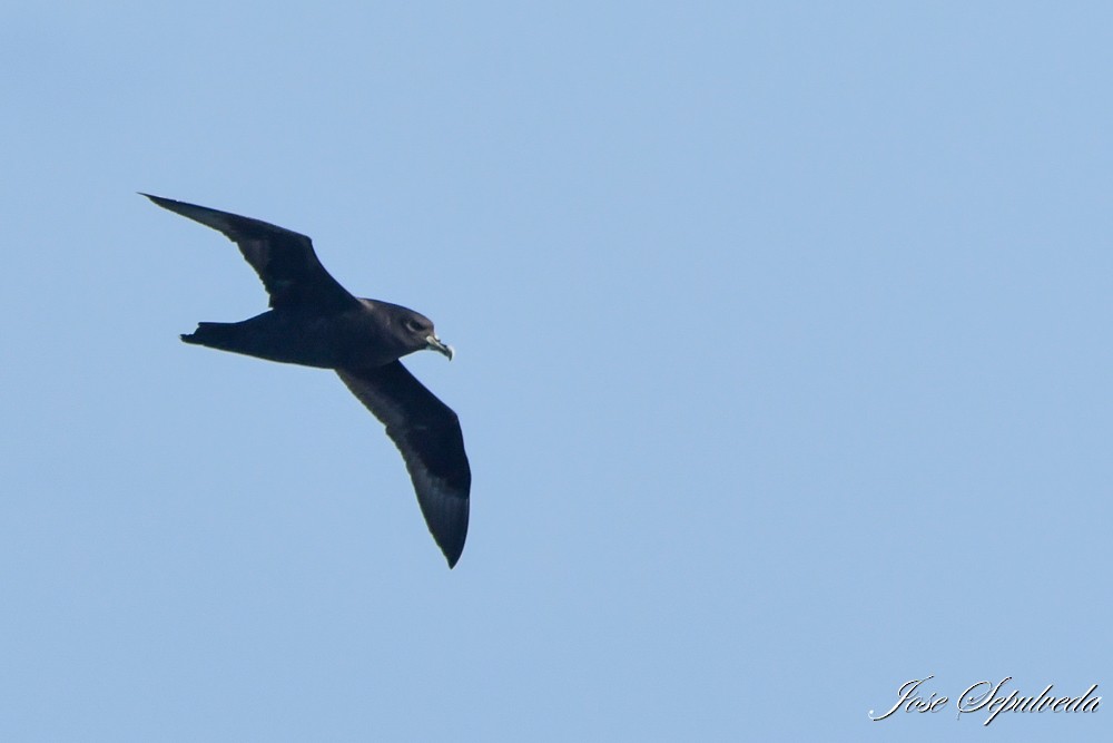 White-chinned Petrel - ML641166312