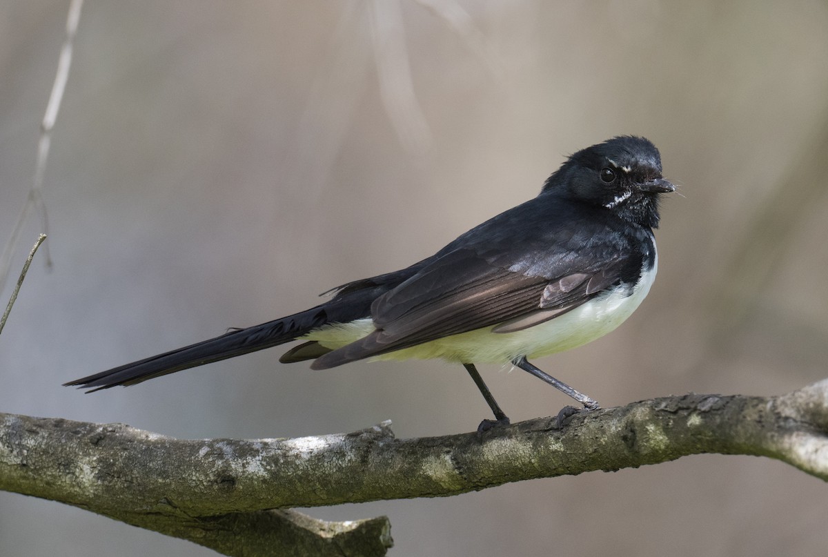 Willie-wagtail - ML641166320