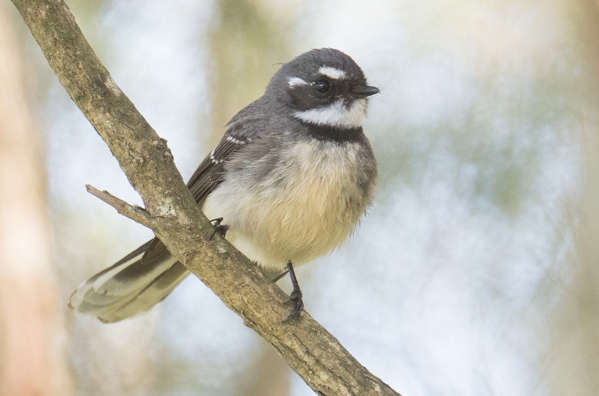 Gray Fantail - ML641166351