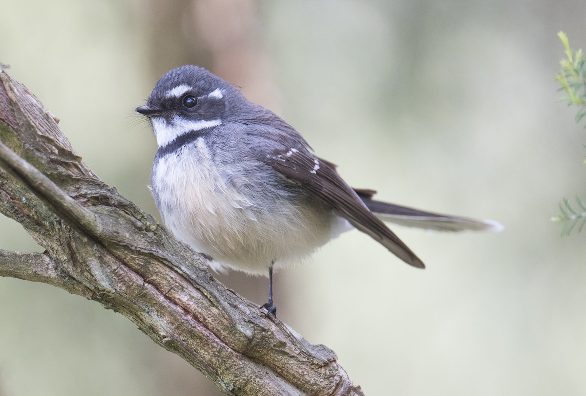 Gray Fantail - ML641166360