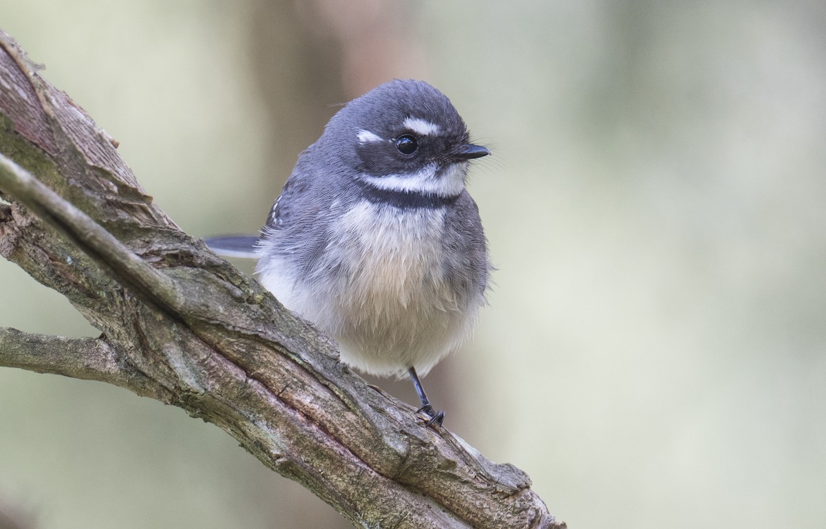 Gray Fantail - ML641166368