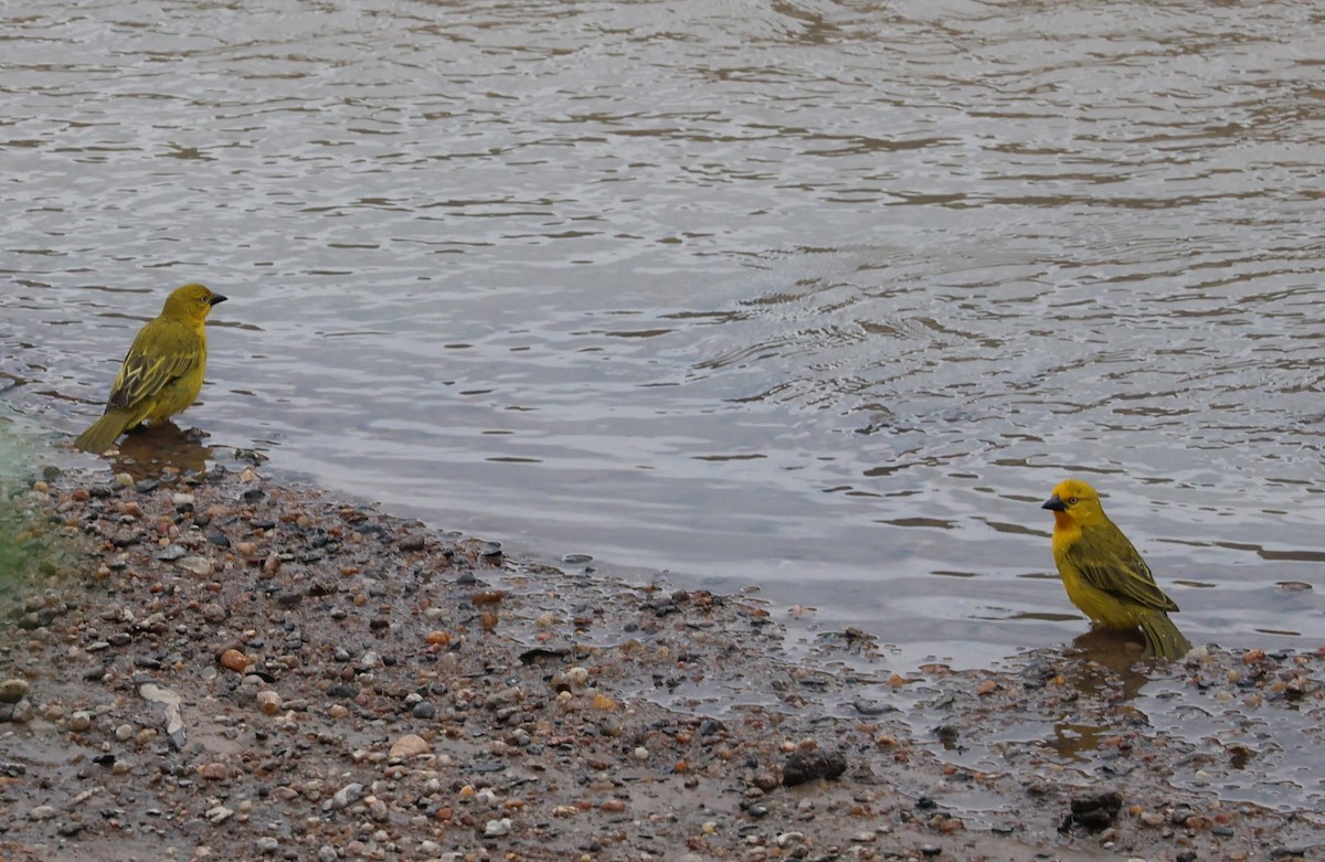 Holub's Golden-Weaver - ML641166371