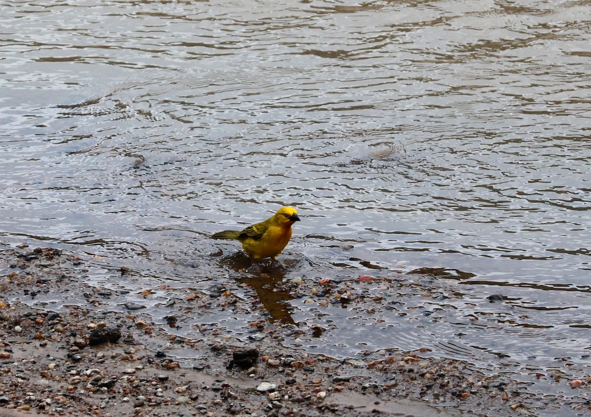 Holub's Golden-Weaver - ML641166373
