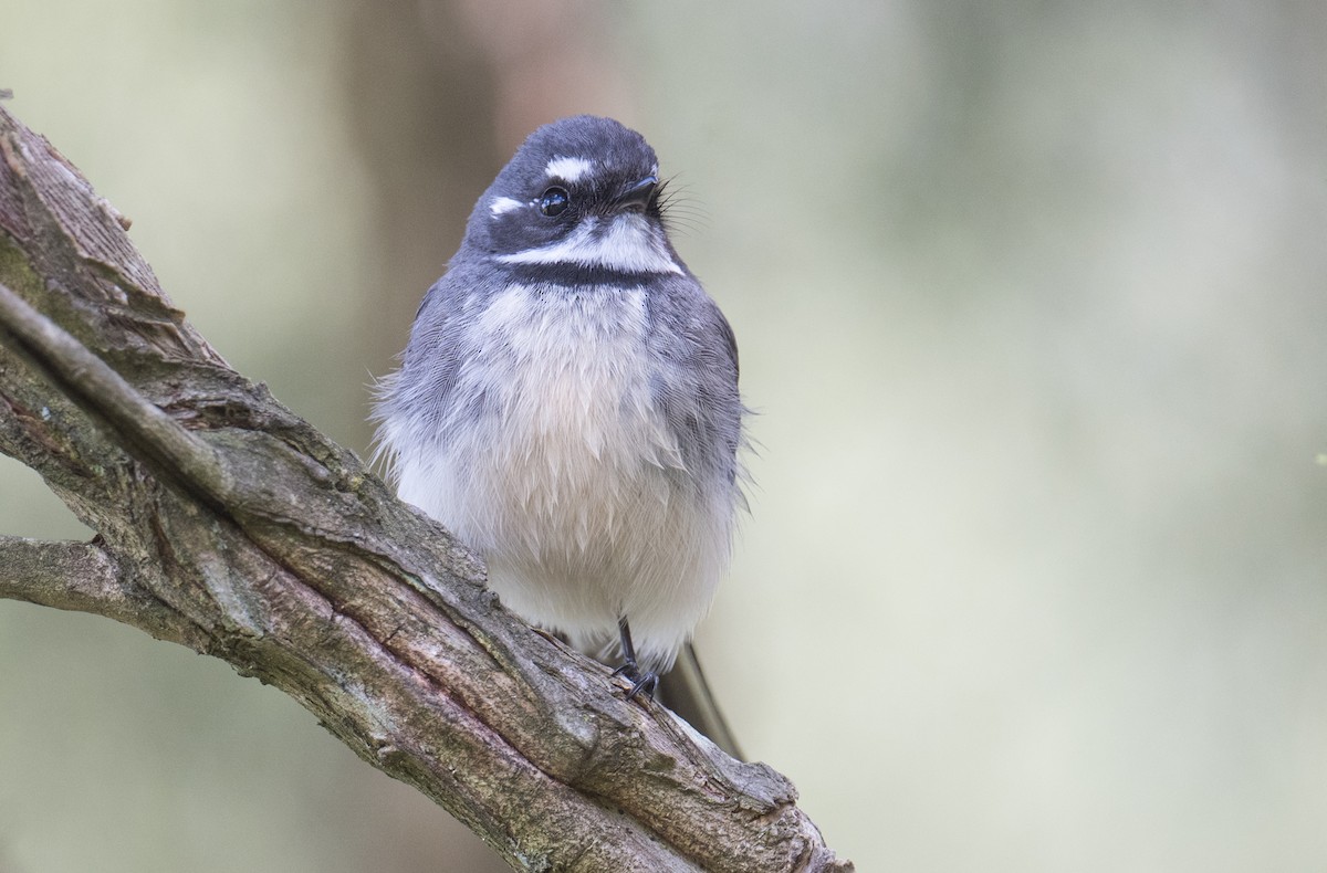 Gray Fantail - ML641166382
