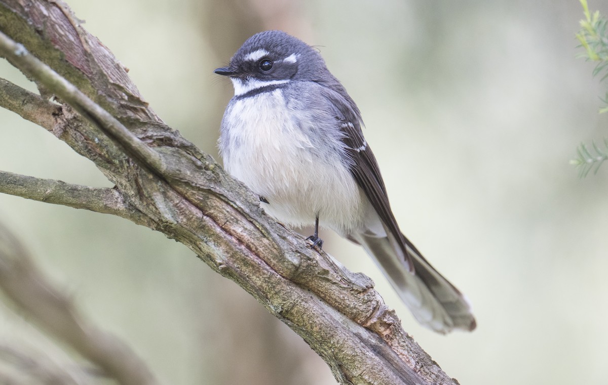 Gray Fantail - ML641166388