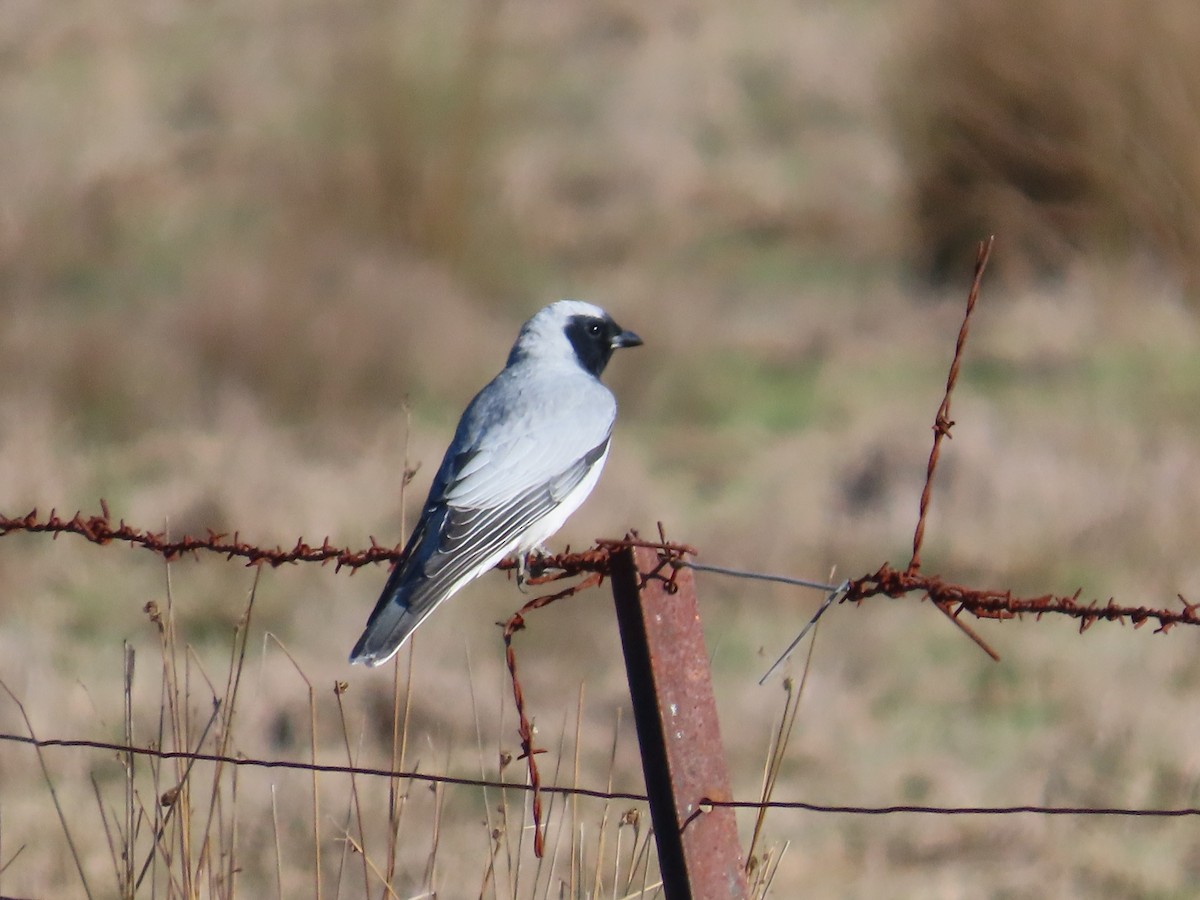 Black-faced Cuckooshrike - ML641166420