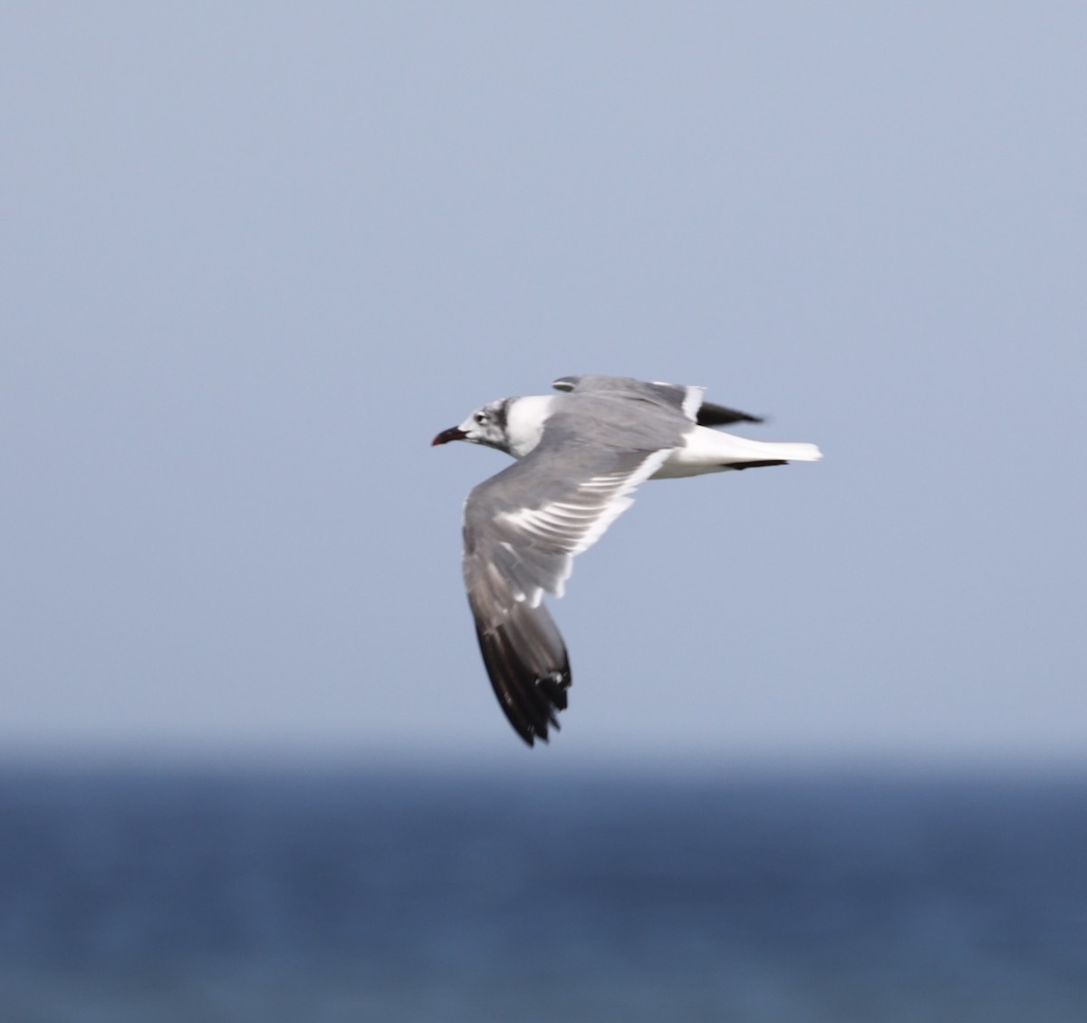 Laughing Gull - ML641166426