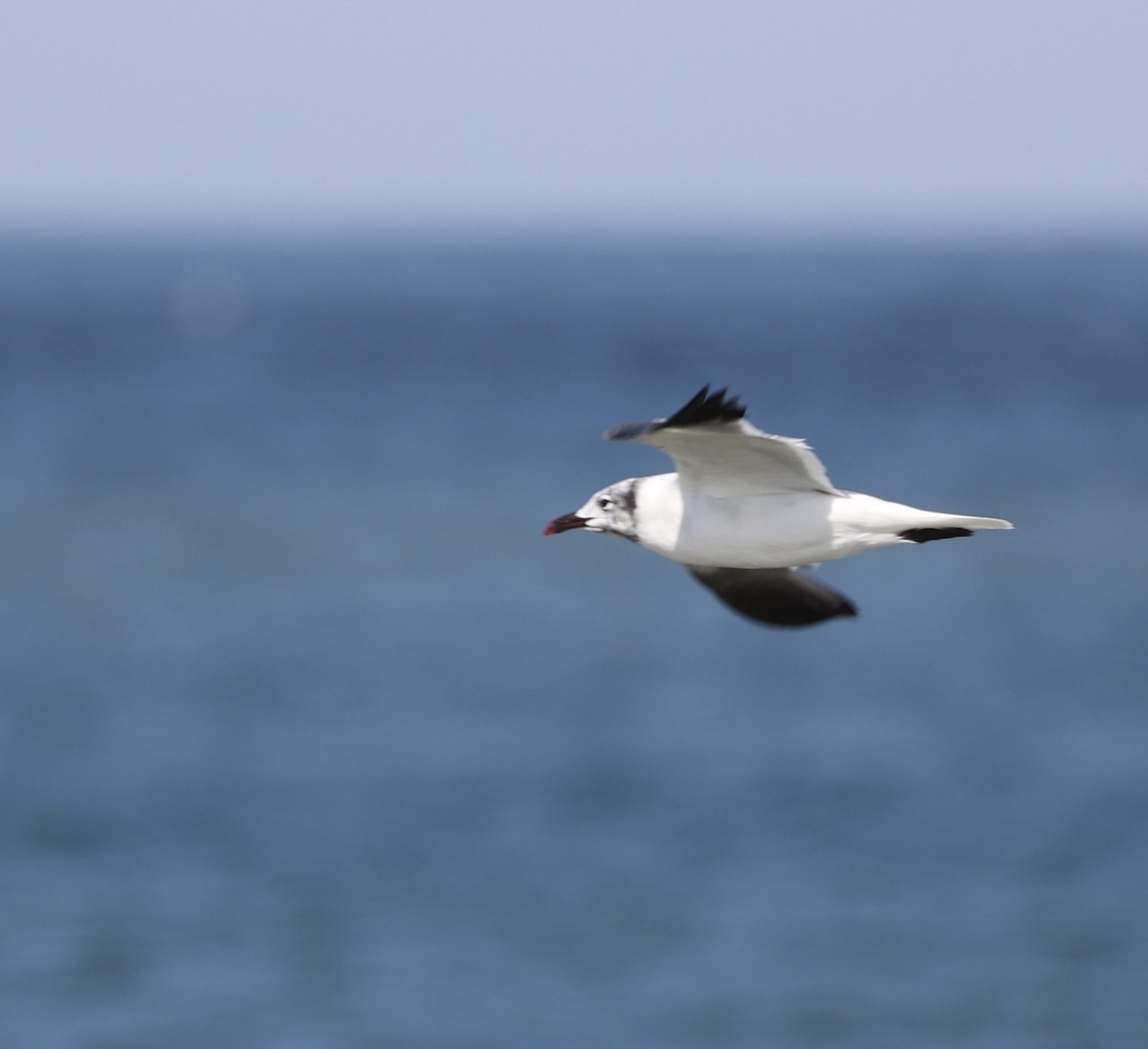 Laughing Gull - ML641166431