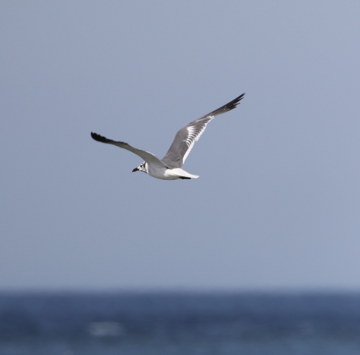 Laughing Gull - ML641166435