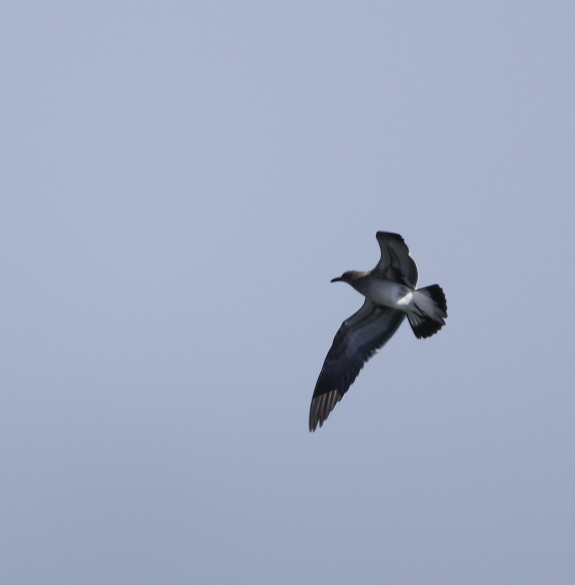 Laughing Gull - ML641166442