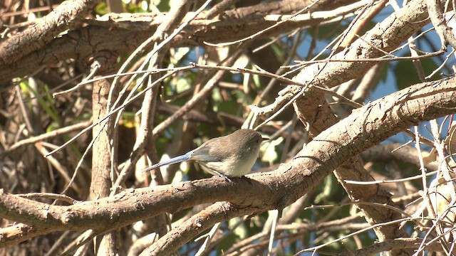 Splendid Fairywren - ML641166447