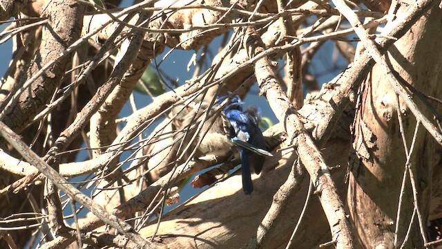 Splendid Fairywren - ML641166449