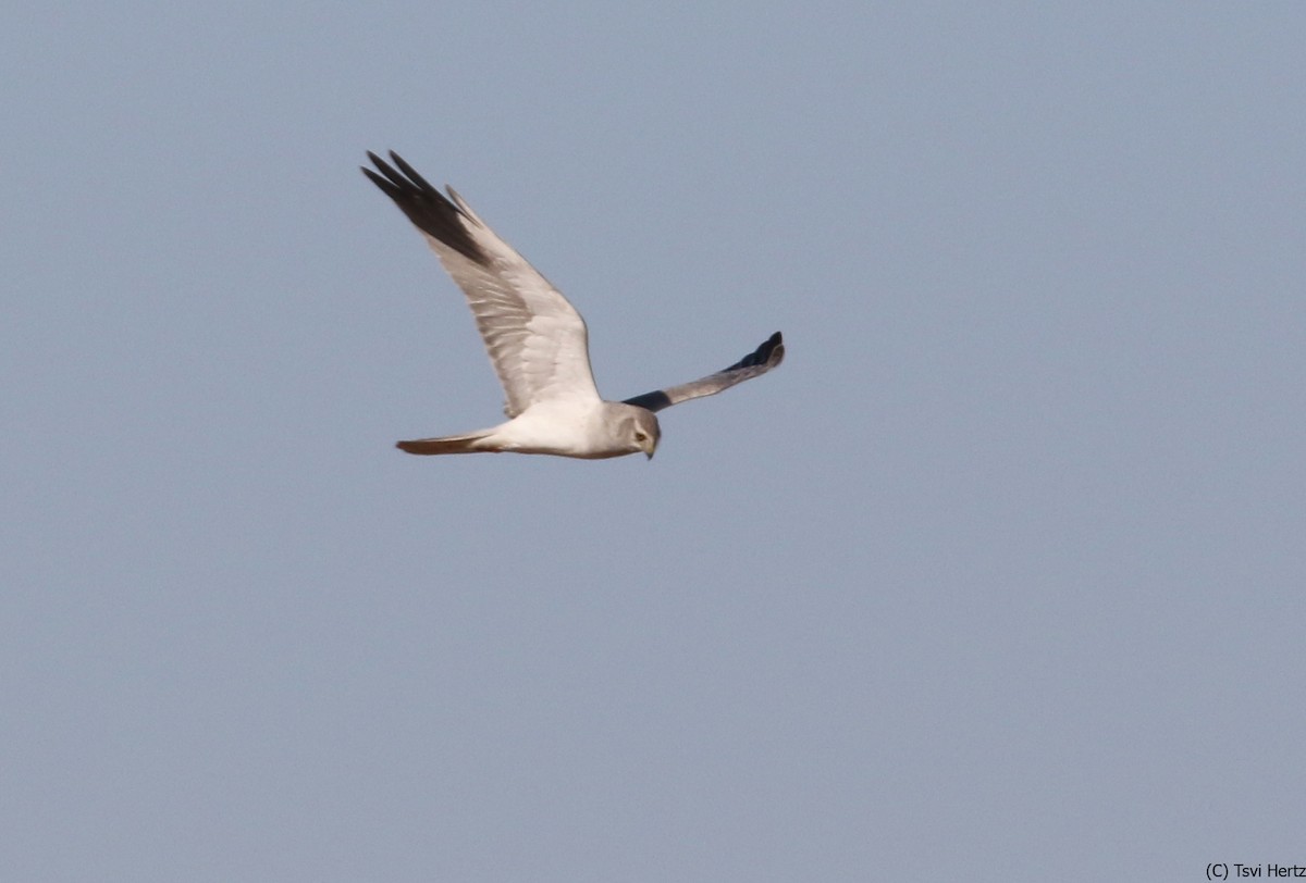 Pallid Harrier - ML641166472