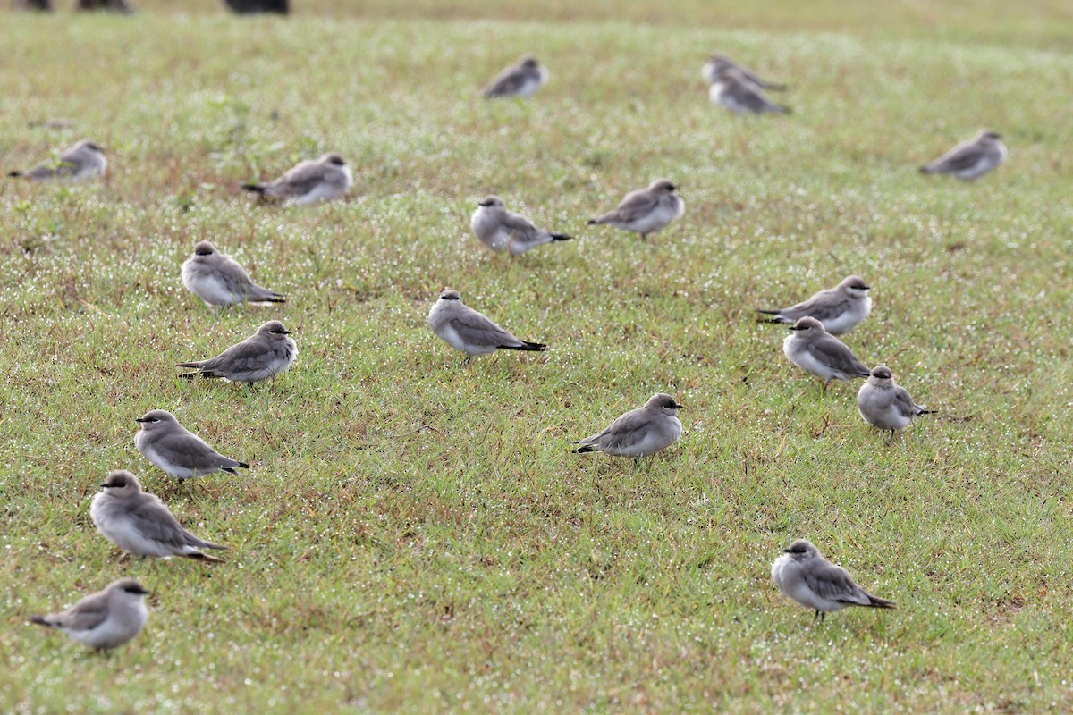 Small Pratincole - ML641166473