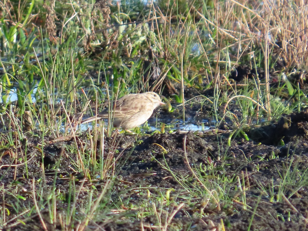 Bisbita Australiano - ML641166483