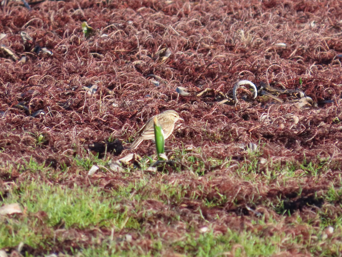 Bisbita Australiano - ML641166484