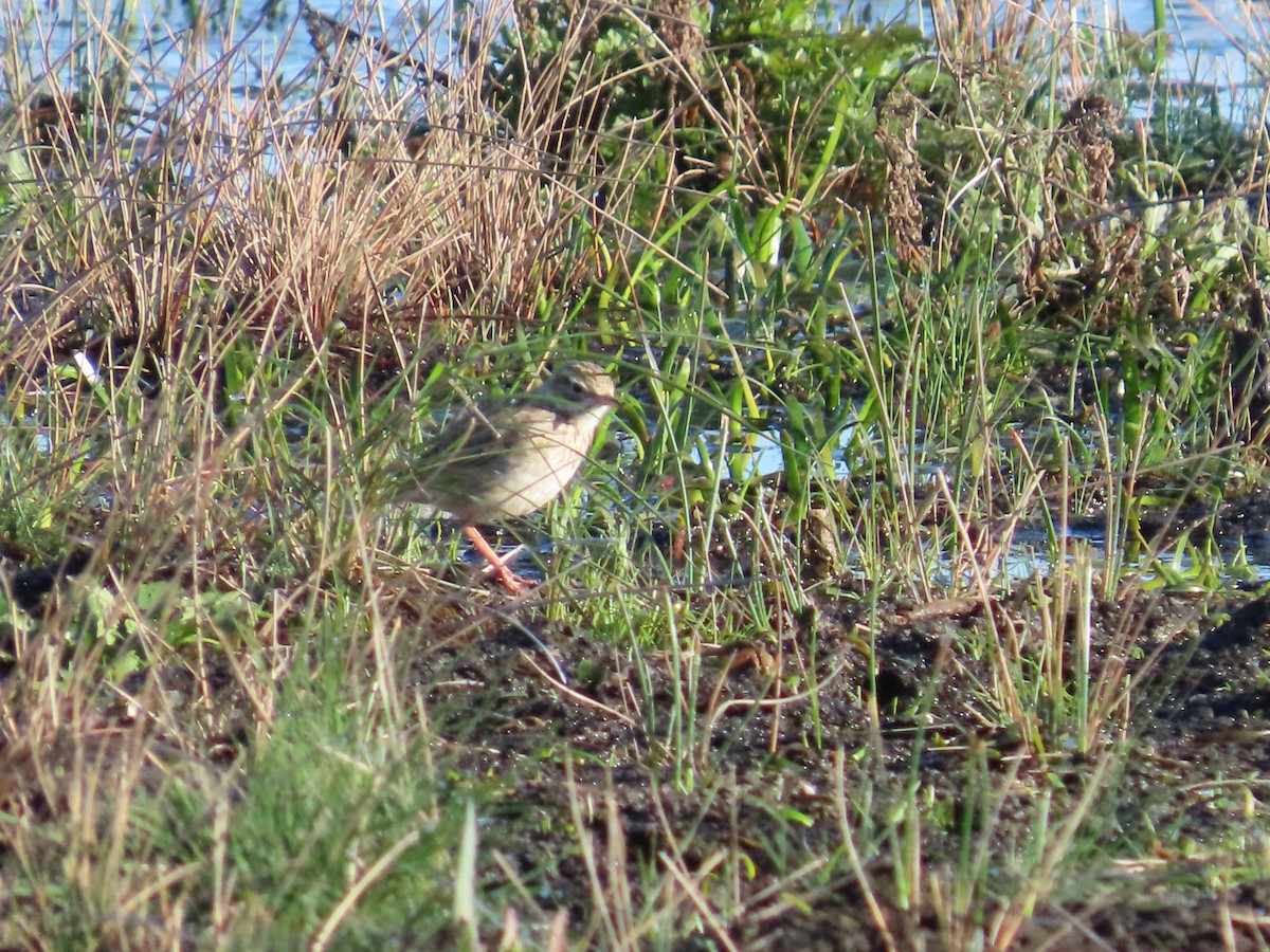 Bisbita Australiano - ML641166485