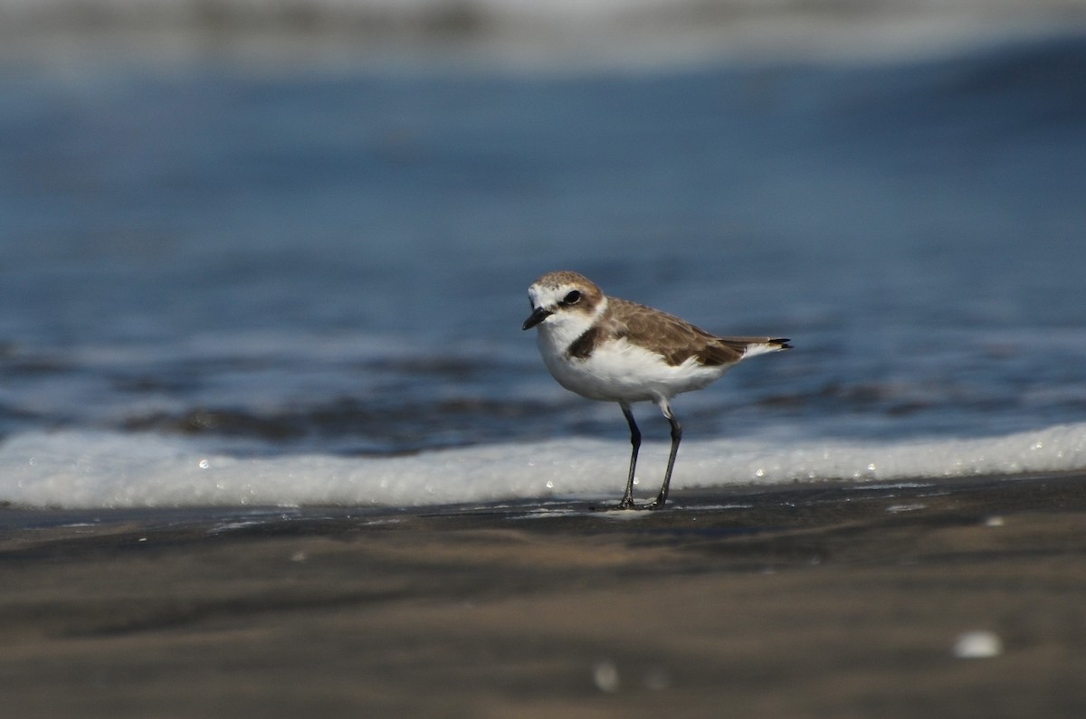 Pluvier à collier interrompu - ML641166487