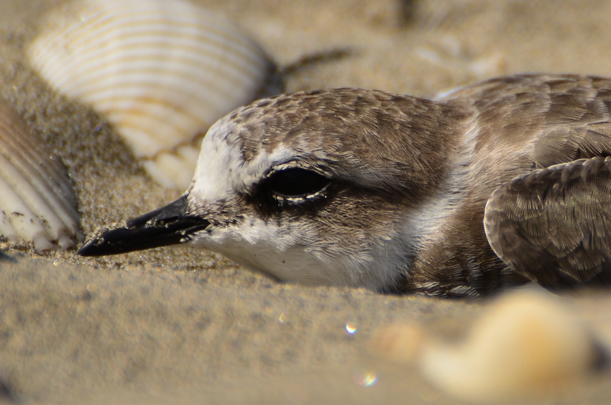 Pluvier à collier interrompu - ML641166488