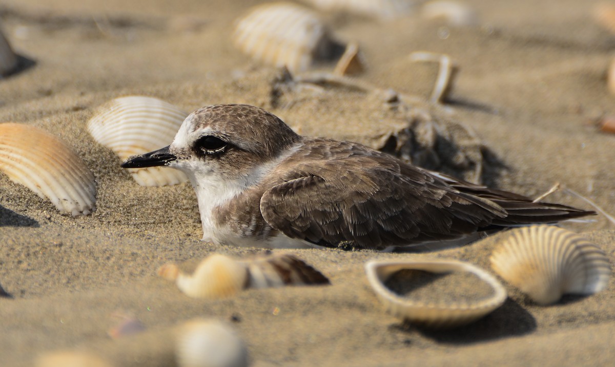 Pluvier à collier interrompu - ML641166489