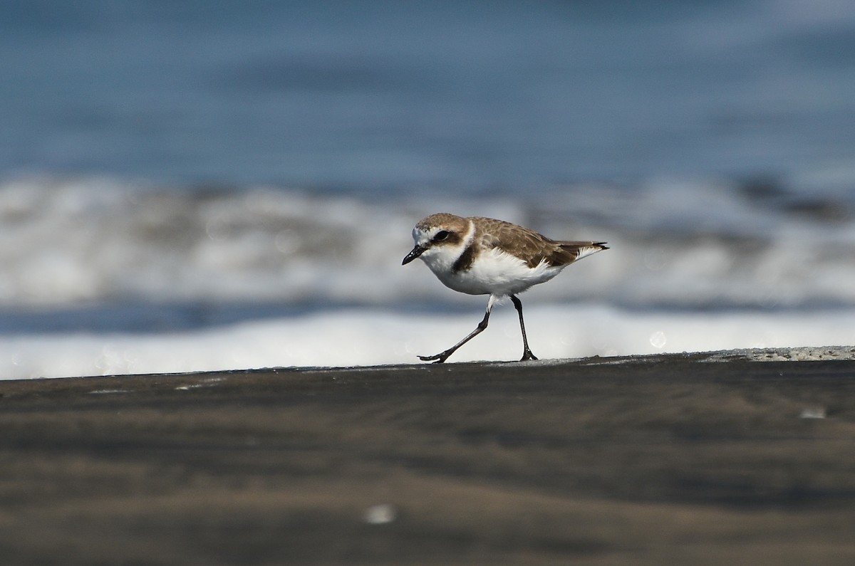 Pluvier à collier interrompu - ML641166493