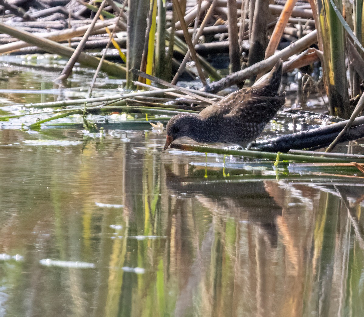 chřástal kropenatý - ML641166503